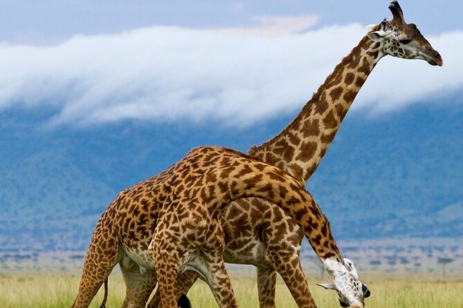 5 Day Garden Route Small Group Tour Fr CapeTown - Departs Mondays - Itinerary Highlights