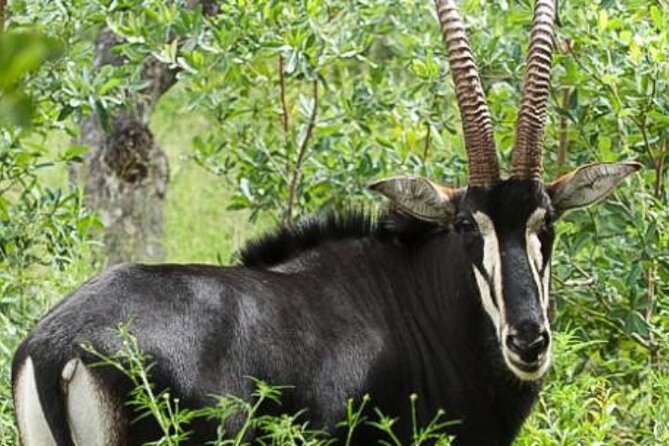 5-Day Unforgettable Safari at Tshukudu Game Lodge - Day 1: Arrival and Transfer to Tshukudu Game Lodge
