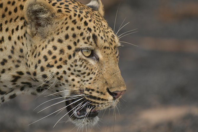 5 Day Wildlife Photographic Safari - Kruger National Park - B1 Photo Safaris - Safari Highlights