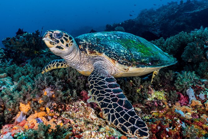 5 Fun Dives in Pemuteran (For Certified Divers) - Exploration in Menjangan Park - Dive Sites in Menjangan Park