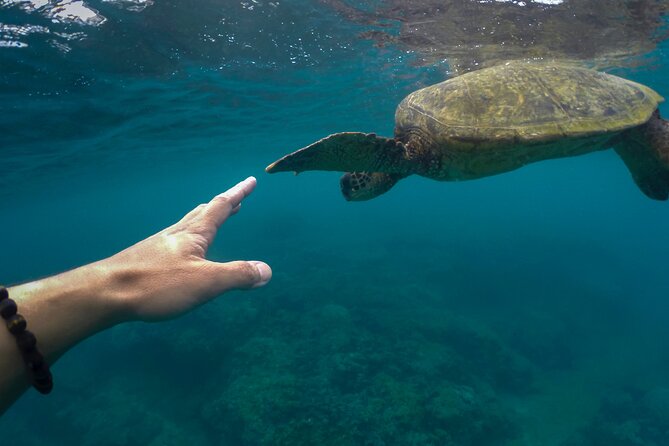 5 Hours Brewers Bay Snorkel, Lunch and Bar From Frenchmans Reef - Accessibility and Requirements for Participants