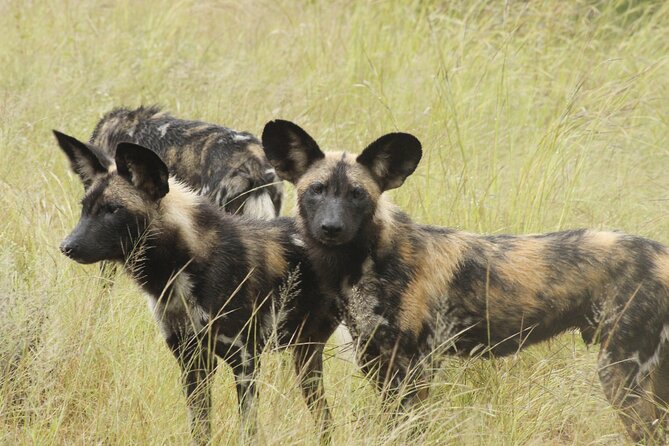 6-Day Private South to North Kruger National Park Tour - Tour Duration and Starting Point