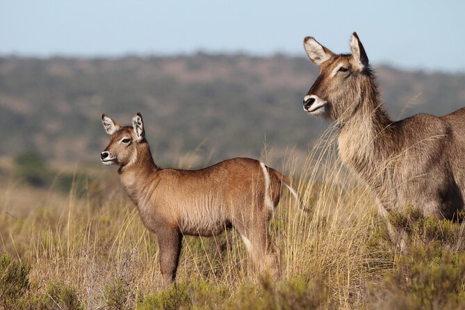 6 Days Big 7 Safari Experience at Amakhala & Addo Elephant Park - Itinerary Overview