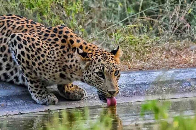 6-Days Private Luxury Golden Triangle Tour With Leopard Safari - Tour Itinerary Overview
