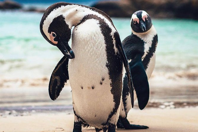 7-day Cape Town, Winelands, Garden Route and Addo National Park - Exploring the Winelands