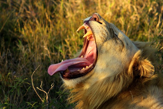 7-Day Kruger to Victoria Falls (Livingstone) (Adventure Accommodated Tour) - Inclusions and Services