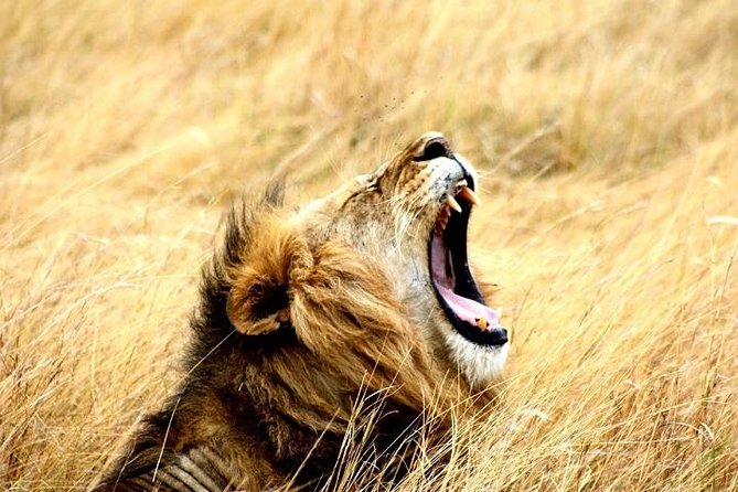 7-Day Kruger to Victoria Falls (Livingstone) (Adventure Camping Tour) - Overview and Highlights