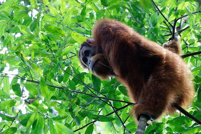 7 Days 6 Nights North Sumatra Tour (Bukit Lawang-Berastagi-Lake Toba) - Day 1: Arrival in Medan
