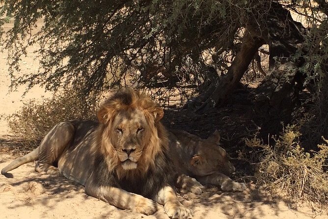7 Days Kruger National Park Private Tour - Pricing and Booking Details