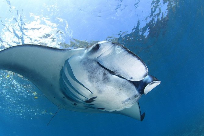 7 Fun Dives in Nusa Lembongan (For Certified Divers) - Premium Value Package - Dive Sites Overview