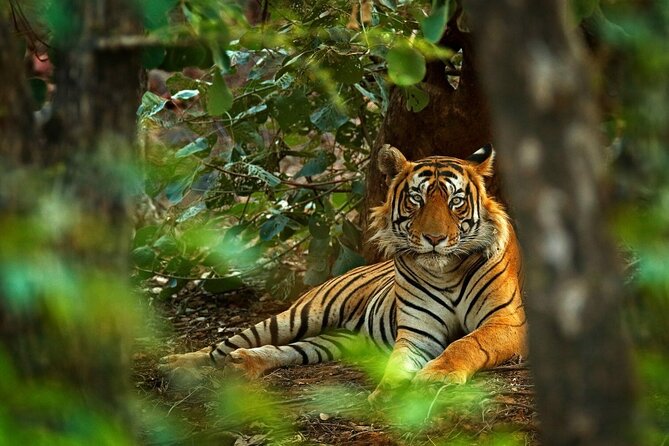 8-Day Private Golden Triangle Tour With a Ranthambore Wildlife Safari From Delhi - Tour Overview