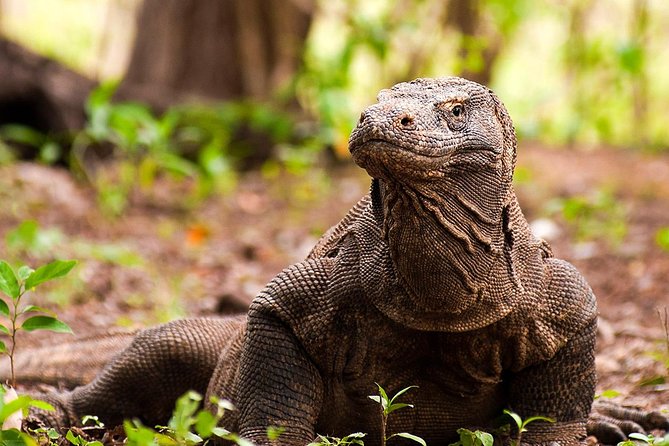 A Day to Komodo Island - Trip Overview and Inclusions