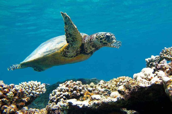 Abu Dabbab National Park Over Day Snorkel With Turtles & Dugong - Marsa Alam - Tour Overview