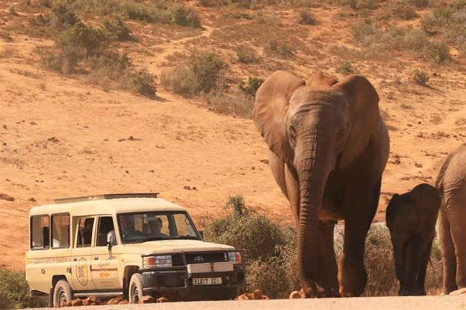Addo Elephant National Park and Sunset River Cruise - FD04 - Wildlife and Conservation