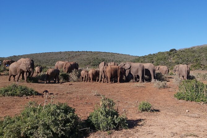 Addo Elephant National Park Full Day Safari - Pricing and Value