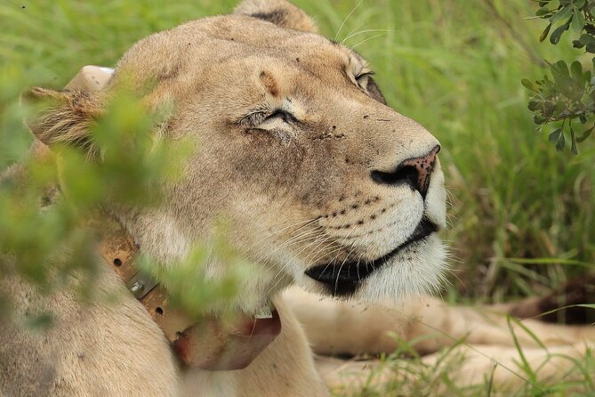 Addo Elephant National Park Private Full-Day Safari - Safari Experience