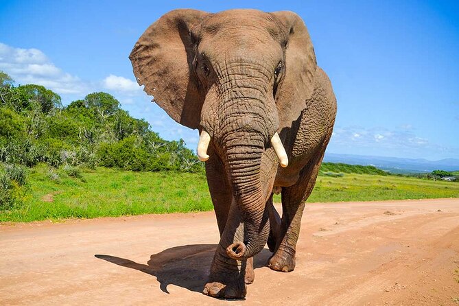 Addo Elephant National Park Private Half-Day Safari - Traveler Ratings and Reviews