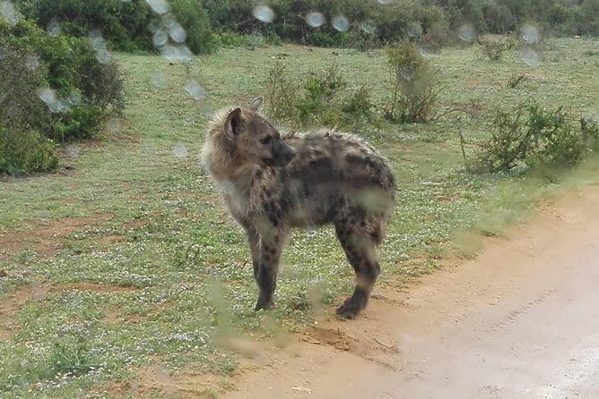 Addo Elephant Night Drive in 4x4 Vehicle Includes Transfer From Port Elizabeth - Exploring Elephant Movements at Night