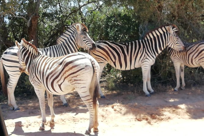 Addo Elephant Park Day Visit Plus 2 Hours in Open Vehicle With Park Ranger - Tour Overview