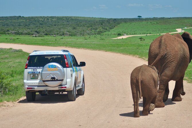 Addo Elephant Park Safari & Shore Excursion From Port Elizabeth - Overview and Tour Details