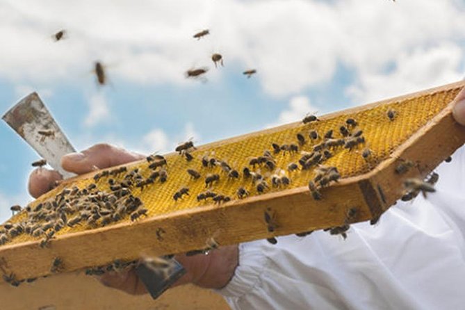 ADI Beekeeping: Pioneers of Italian Organic Honey - History of ADI Beekeeping