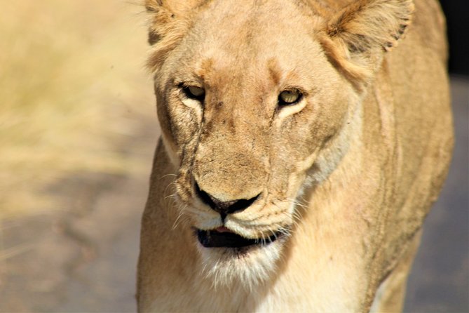 Afternoon Kruger National Park Safari - Overview and Benefits