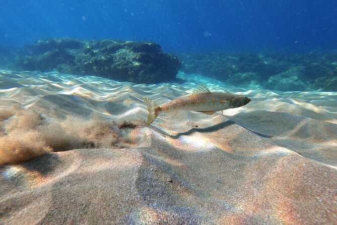 Aguadilla Tropical Snorkeling - Inclusions and Logistics