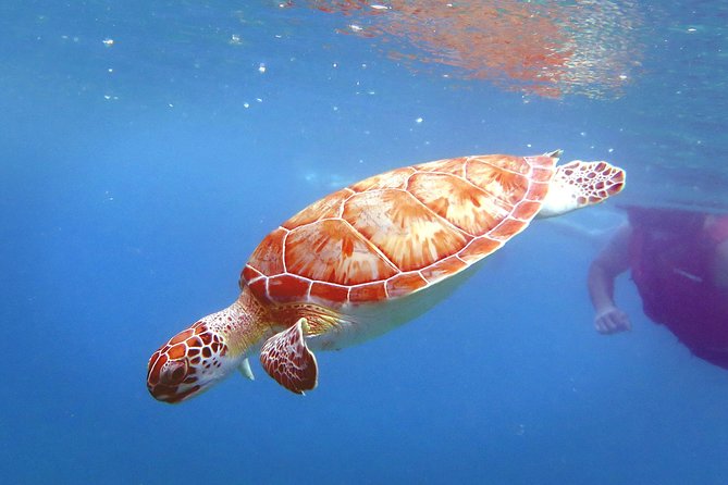 All-Day Guided Kayak and Snorkel Tour on St. Thomas  - St Thomas - Overview of the All-Day Guided Tour