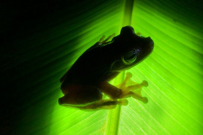 All-Inclusive Jungle Night Tour - Tour Pricing and Reservation Details