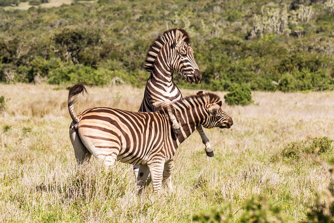 All Inclusive Kruger 2 Days Safari From Cape Town - Safari Itinerary