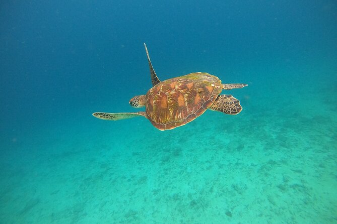 All Inclusive Snorkeling at Blue Lagoon With Lunch - Private Tour to Avoid Local Touts