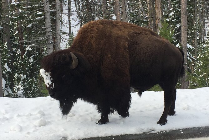 All-Inclusive YNP Lower Loop Tour for 55Seniors P/U in Cody Wy - Tour Overview