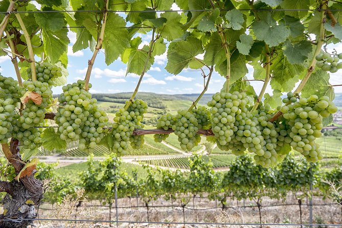 Amador County Wine Tasting Tours Max 14 Pax Private Wine Tours - Tour Details and Pricing