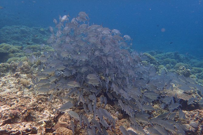 Anilao Small-Group Snorkeling Tour From Manila - Inclusions and Exclusions