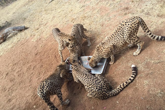 Ann Van Dyk Cheetah Centre Half-Day Tour From Johannesburg - Tour Highlights