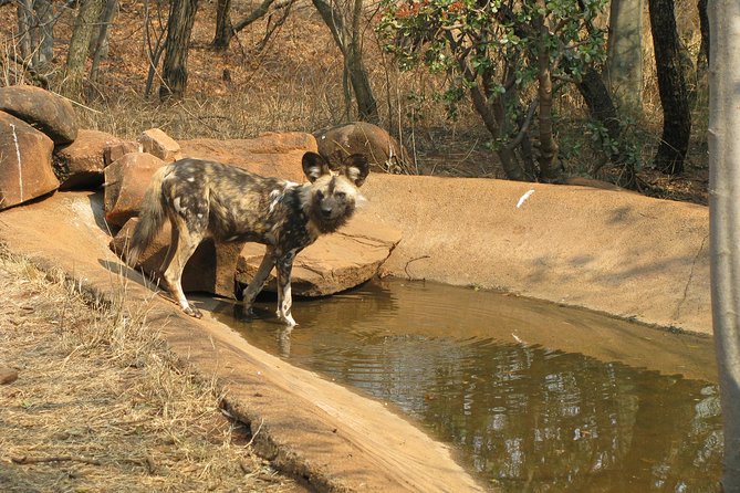 Ann Van Dyk Cheetah Centre Tour From Johannesburg or Pretoria - Transportation and Logistics
