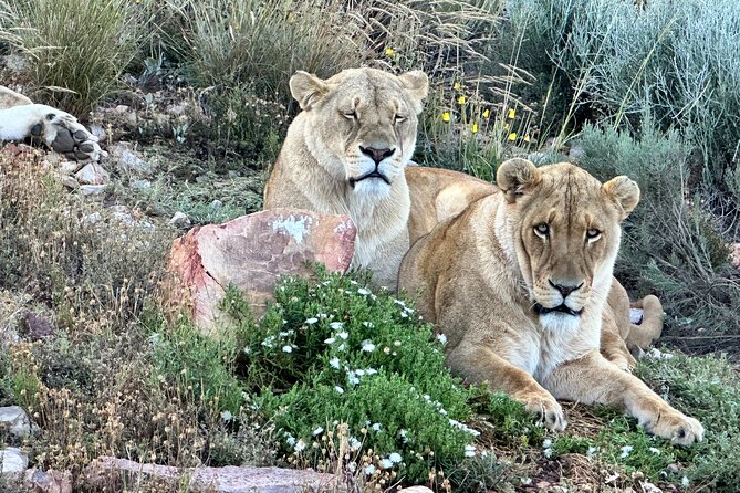 Aquila Game Reserve Safari With Park Fees, Transport & Lunch - Overview of Aquila Game Reserve Safari