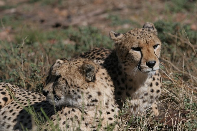 Aquila Safari Private Game Reserve Early Morning Game Drive - Inclusions for the Game Drive Experience