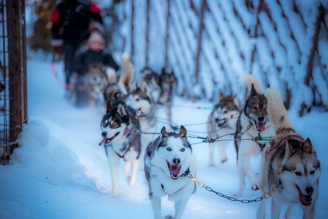 Arctic Animals Combo Safari, Reindeer and Husky Adventure - Good To Know