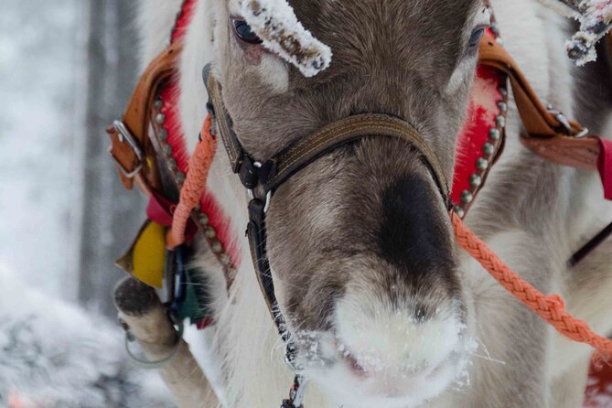 Authentic Reindeer Farm Experience in Rovaniemi - Overview and Experience