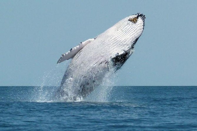 Bacardi Whales Whatching Experience-Day Trip - Tour Highlights