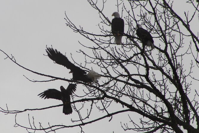 Bald Eagles Nesting Area Tour at Skagit River - Tour Highlights