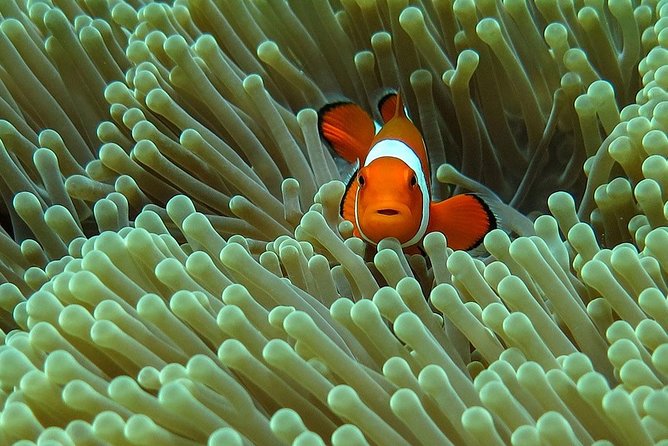 Bali Diving for Beginners: Tulamben Liberty Wreck - Experience the USS Liberty Wreck Dive