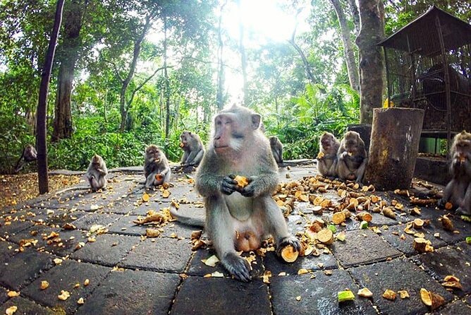 Bali Private Tour Ubud and Kintamani Including Lunch and Waterfall - Pricing and Guarantee
