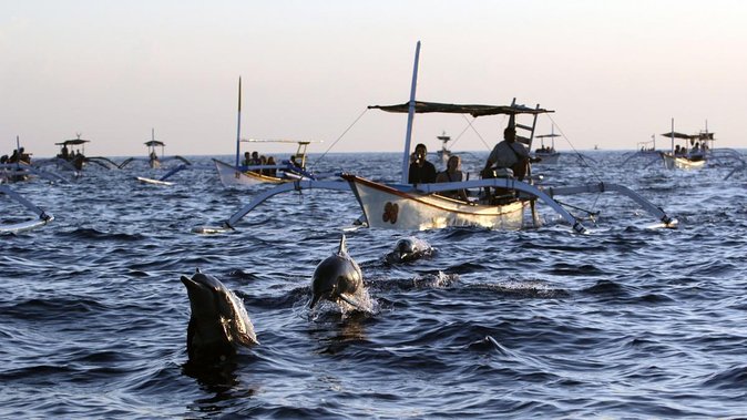 Bali Watching Dolphin at Lovina Beach - Best Time to Spot Dolphins at Lovina Beach