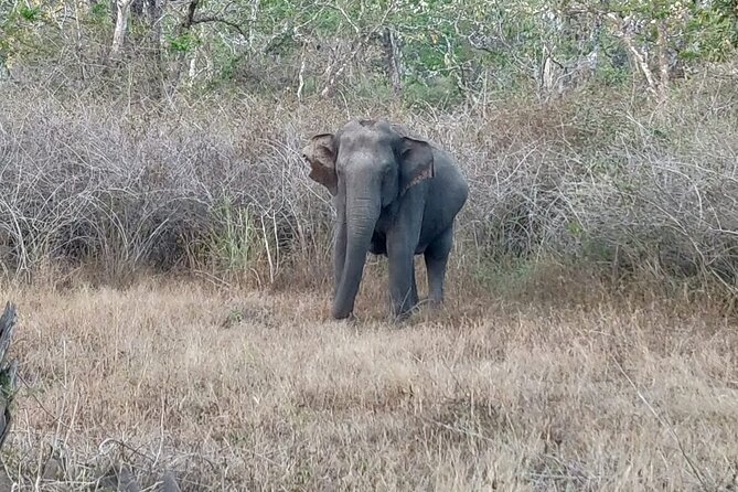Bandipur Wildlife and Mysore Experience in 2 Days From Bangalore - Itinerary Overview