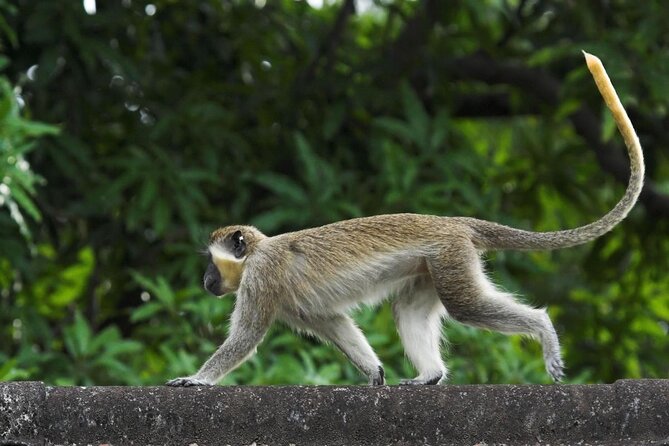 Barbados Shore Excursion: Wildlife Encounter and Beach Day - Overview and Itinerary