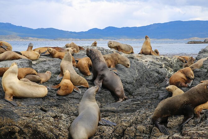 Beagle Channel Sailing Tour: Birds, Seals & Penguins Islands - Good To Know