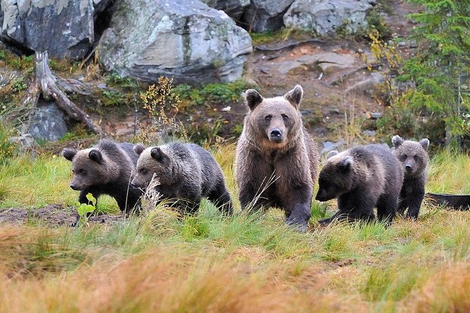 Bear and Cubs Photography - Overview and Location