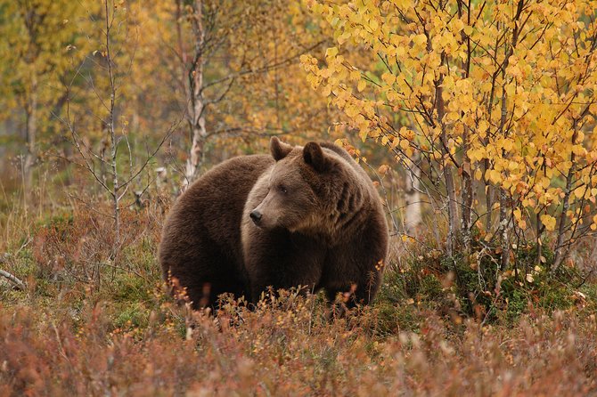Bear Photography on Autumn - Overview of Bear Photography in Autumn